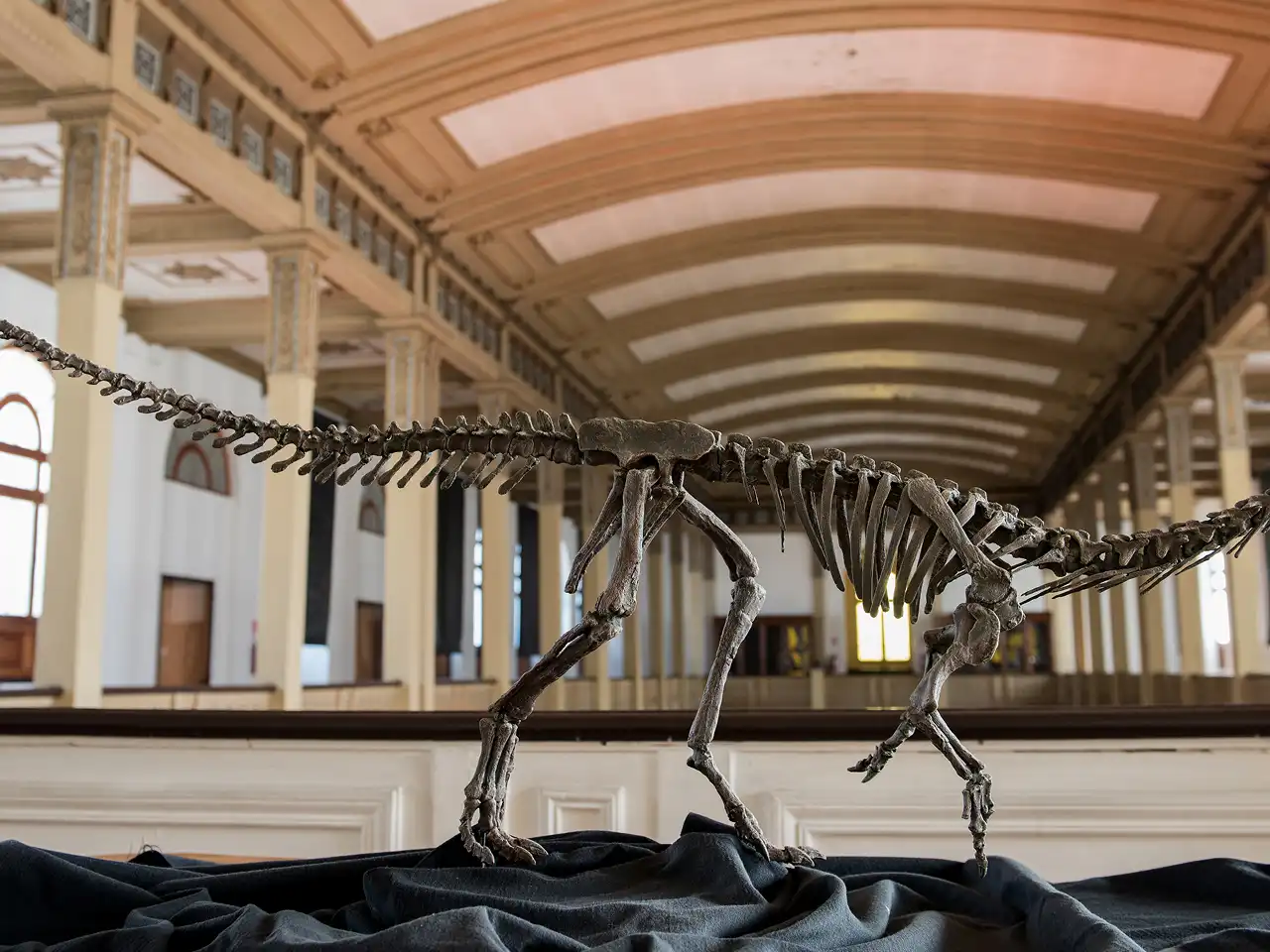 Chilesaurus-Diegosuarezi-05