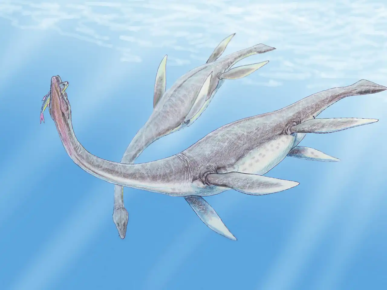 Plesiosaurio-de-Puerto-Ibáñez-03