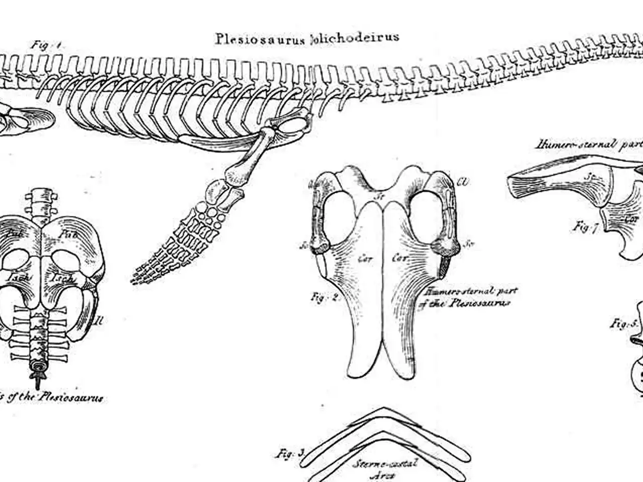 Plesiosaurio-de-Puerto-Ibáñez-04